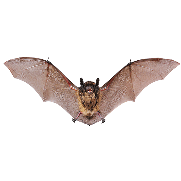 Bat Identification in Florida