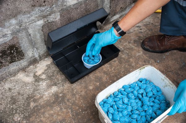 Are rat bait stations safe; Florida Pest Control Rodent Exterminators