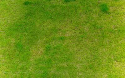 Chinch bug damage in grass