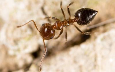 How to Get Rid of Fire Ants in Florida