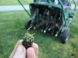 Lawn Aerationin Florida in Florida
