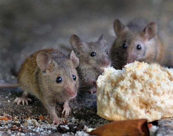 What attracts mice; Florida Pest Control Rodent Exterminators