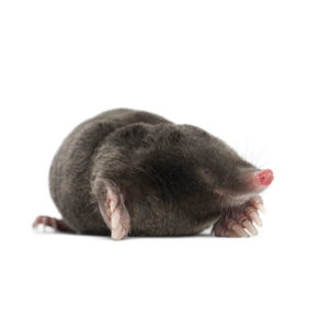 Moles in Florida
