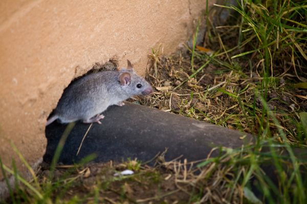 Do I have rats or mice; Florida Pest Control Rodent Exterminators