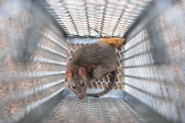 What is rodent exclusion; Florida Pest Control Rodent Exterminators