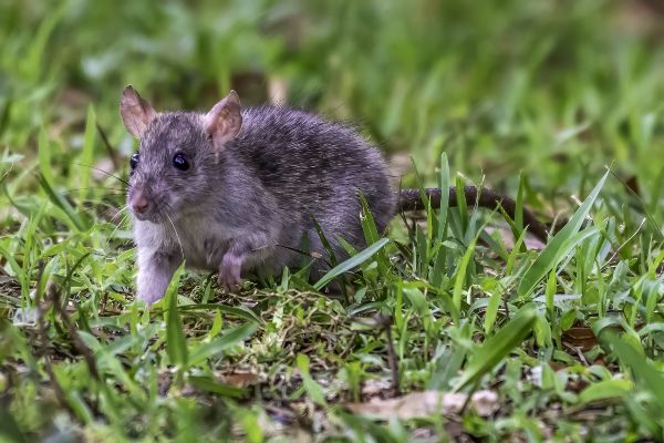 How to keep rats out of your yard; Florida Pest Control Rodent Exterminators