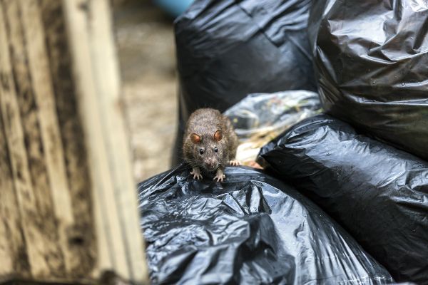 Where do rats live; Florida Pest Control Rodent Exterminators