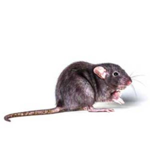 Types of Rodents