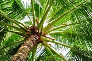 Shrub & Tree Carein Florida in Florida
