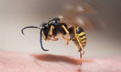 a wasp pulling its stinger out of a human arm