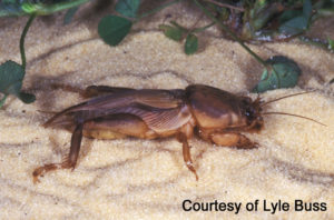 Tawny Mole Cricket
