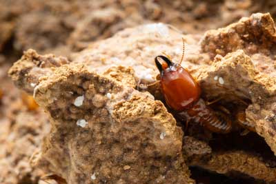 TermiteIdentification in Florida