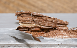 How to Detect Termites Early in Florida