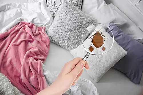 Person holding a magnifying glass to a bed sheet revealing bed bugs - Florida Pest Control, Gainesville FL