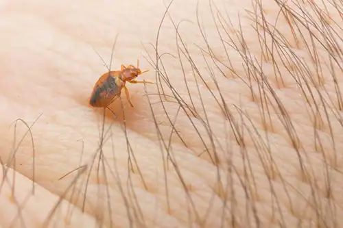 close up of a bed bug on a person's arm - Florida Pest Control, Gainesville FL